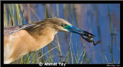 Squacco Heron by Ahmet Yay 